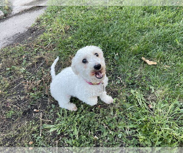 Medium Photo #3 Bichon Frise-Unknown Mix Puppy For Sale in St. Louis Park, MN, USA