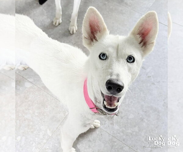 Medium Photo #1 Siberian Husky-Unknown Mix Puppy For Sale in Washington, DC, USA