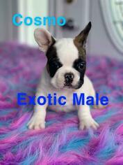 French Bulldog Puppy for sale in FLUSHING, NY, USA