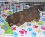 Small Photo #6 Shorkie Tzu Puppy For Sale in ORO VALLEY, AZ, USA