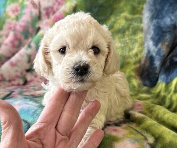 Medium Photo #2 Poodle (Miniature) Puppy For Sale in THORP, WI, USA
