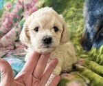 Small #1 Poodle (Miniature)