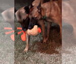 Small #8 Mutt