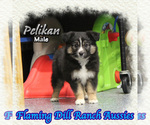 Image preview for Ad Listing. Nickname: Pelikan