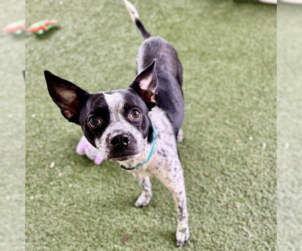 Medium Photo #1 Mutt Puppy For Sale in Tavares, FL, USA