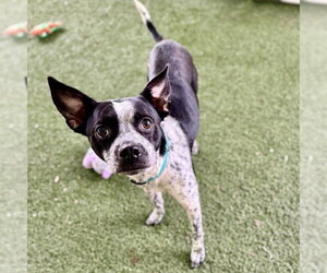 Mutt Dogs for adoption in Tavares, FL, USA