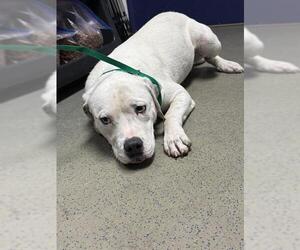 Mutt Dogs for adoption in Bakersfield, CA, USA