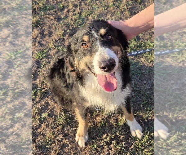 Medium Photo #8 Miniature Australian Shepherd Puppy For Sale in WILLS POINT, TX, USA