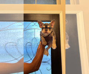 Medium French Bulldog