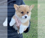 Small Pembroke Welsh Corgi