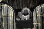 Small Photo #40 Shih Tzu Puppy For Sale in HAYWARD, CA, USA