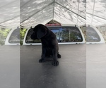 Small Photo #4 Labrador Retriever Puppy For Sale in LAKE ALFRED, FL, USA