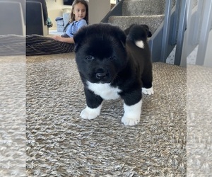 Akita Puppy for sale in LONE TREE, CO, USA