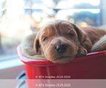 Small Photo #17 Goldendoodle Puppy For Sale in DENISON, TX, USA