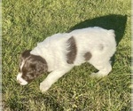 Small Photo #10 Brittany Puppy For Sale in GRANVILLE, MA, USA
