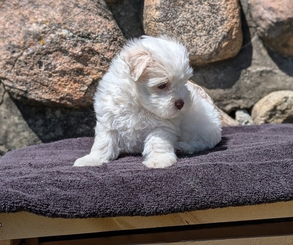Medium Photo #9 Havanese Puppy For Sale in GOSHEN, IN, USA