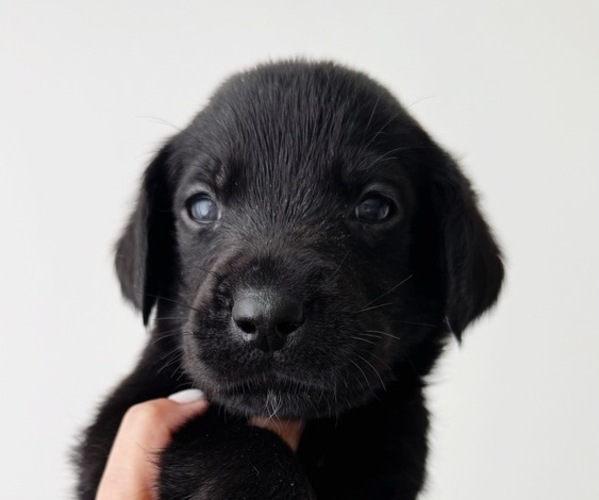 Medium Photo #3 Labrador Retriever Puppy For Sale in ENCINITAS, CA, USA