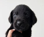 Small #2 Labrador Retriever