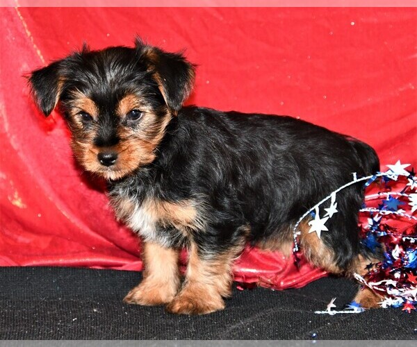 Medium Photo #5 Yorkshire Terrier Puppy For Sale in ROCK VALLEY, IA, USA