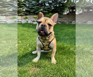 French Bulldog Dogs for adoption in St. Louis Park, MN, USA