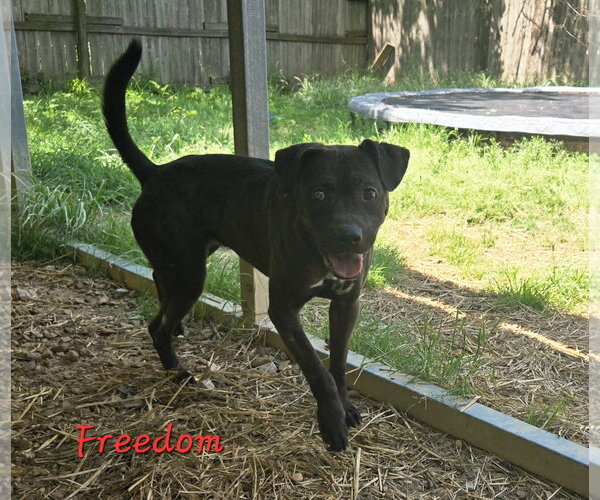 Medium Photo #2 American Staffordshire Terrier-Unknown Mix Puppy For Sale in Jackson, MS, USA