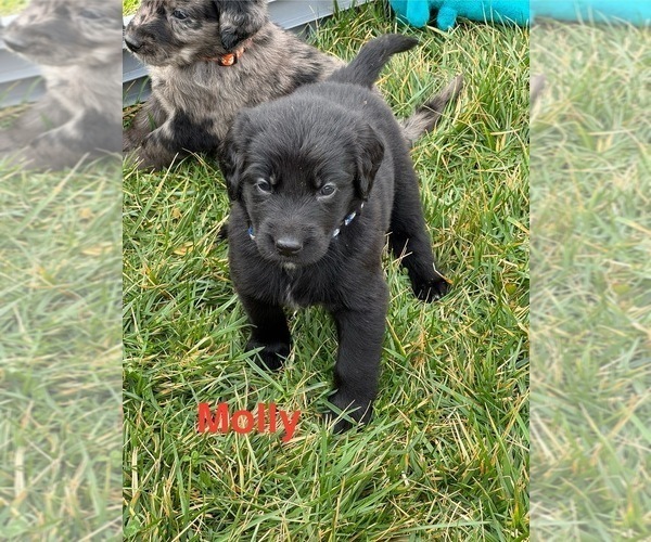 Medium Photo #21 Australian Retriever Puppy For Sale in NEWCOMERSTOWN, OH, USA