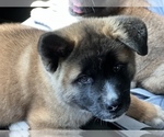 Small Photo #1 Akita Puppy For Sale in PORT LUDLOW, WA, USA