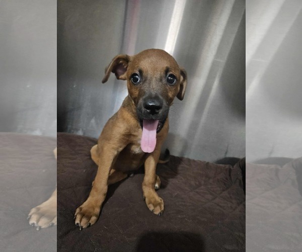 Medium Photo #1 Box heeler Puppy For Sale in El Centro, CA, USA