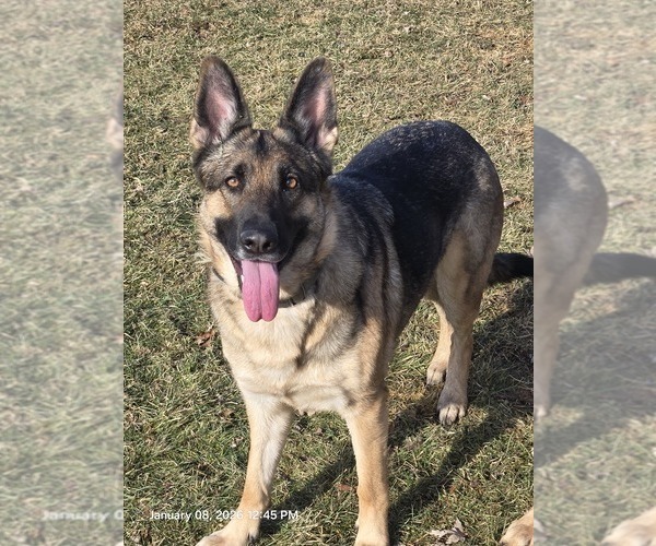 Medium Photo #1 German Shepherd Dog Puppy For Sale in STERLING HEIGHTS, MI, USA