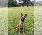Small Photo #7 Belgian Malinois Puppy For Sale in SPARTANBURG, SC, USA