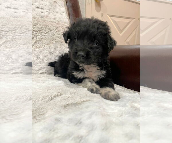 Medium Photo #1 Border-Aussie Puppy For Sale in Grafton, WI, USA