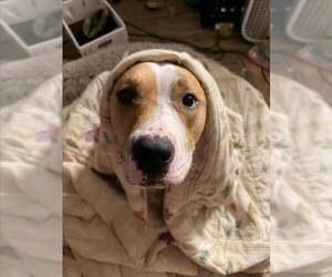 VIOLET - Female American Pit Bull Terrier Dog for Adoption - Photo #4
