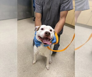 Mutt Dogs for adoption in Riverside, CA, USA