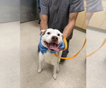 TOSTINO - Male Mutt Dog for Adoption - Small photo