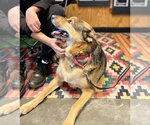 Small #14 German Shepherd Dog Mix