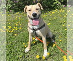 Small #20 American Pit Bull Terrier Mix
