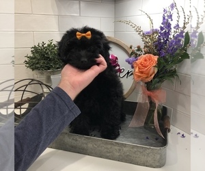 Pomeranian-Poodle (Toy) Mix Puppy for sale in BALTIMORE, MD, USA