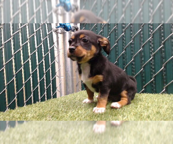 Medium Photo #1 Chihuahua-Unknown Mix Puppy For Sale in Downey, CA, USA