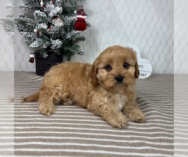 Medium Photo #2 Cavapoo (Miniature) Puppy For Sale in GREENFIELD, IN, USA