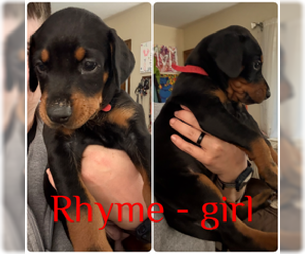 Medium Photo #3 Doberman Pinscher Puppy For Sale in Buffalo, MN, USA