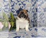Small #1 Fox Terrier (Smooth)-Pomeranian Mix