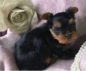 Yorkshire Terrier Puppy for sale in DALE CITY, VA, USA