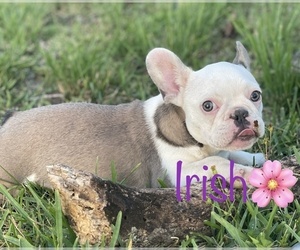 French Bulldog Puppy for sale in MIAMI, FL, USA