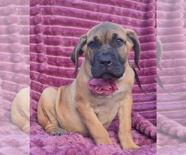 Medium Photo #5 Cane Corso Puppy For Sale in MINERAL WELLS, WV, USA