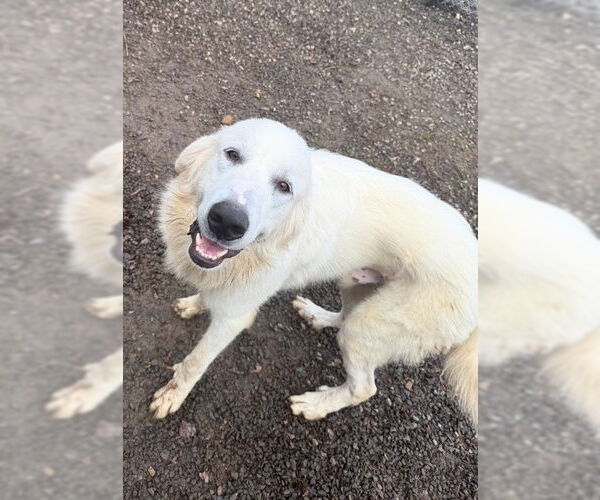 Medium Photo #3 Golden Pyrenees Puppy For Sale in Newfoundland, PA, USA