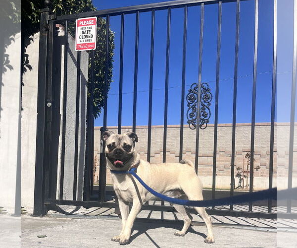Medium Photo #2 Pug-Unknown Mix Puppy For Sale in San Jose, CA, USA