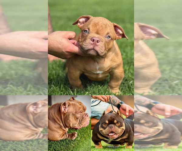 Medium Photo #1 American Bully Puppy For Sale in LOS ANGELES, CA, USA