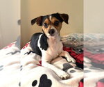 Small #3 Dachshund Mix