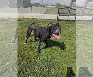 Silna - Female Staffordshire Bull Terrier-Unknown Mix Dog for Adoption - Photo #2