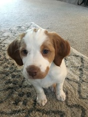 Brittany Puppy for sale in CASTLE ROCK, CO, USA